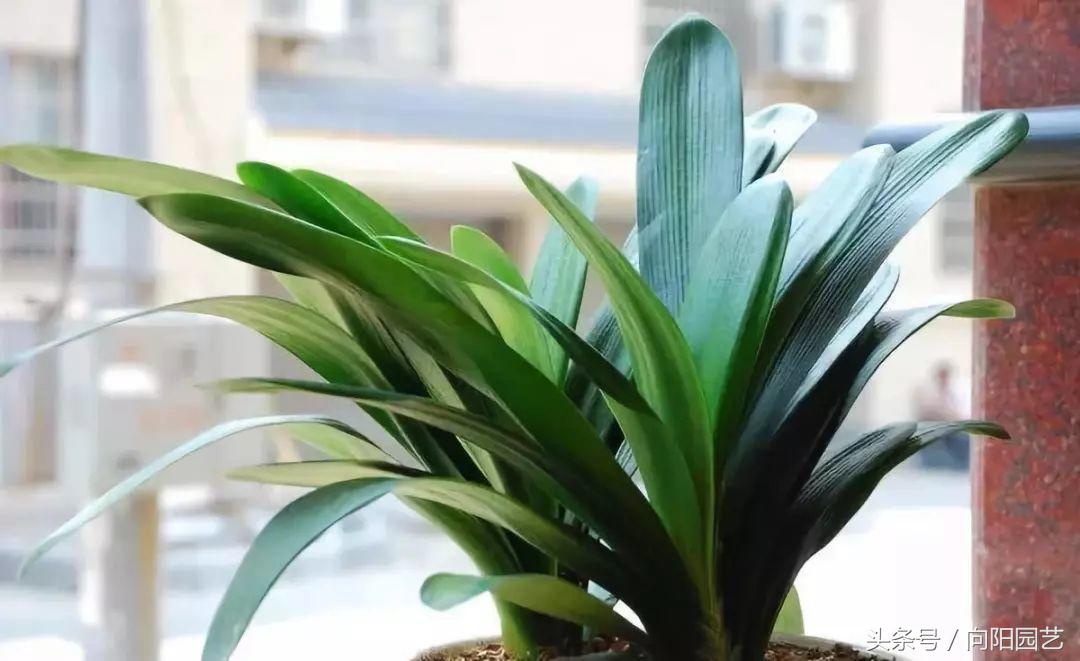 养花不开花能用阿司匹林,花卉黄叶可用阿司匹林吗