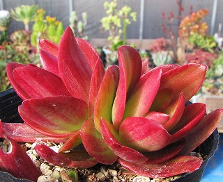 火祭怎样过冬,怎样让火祭变红