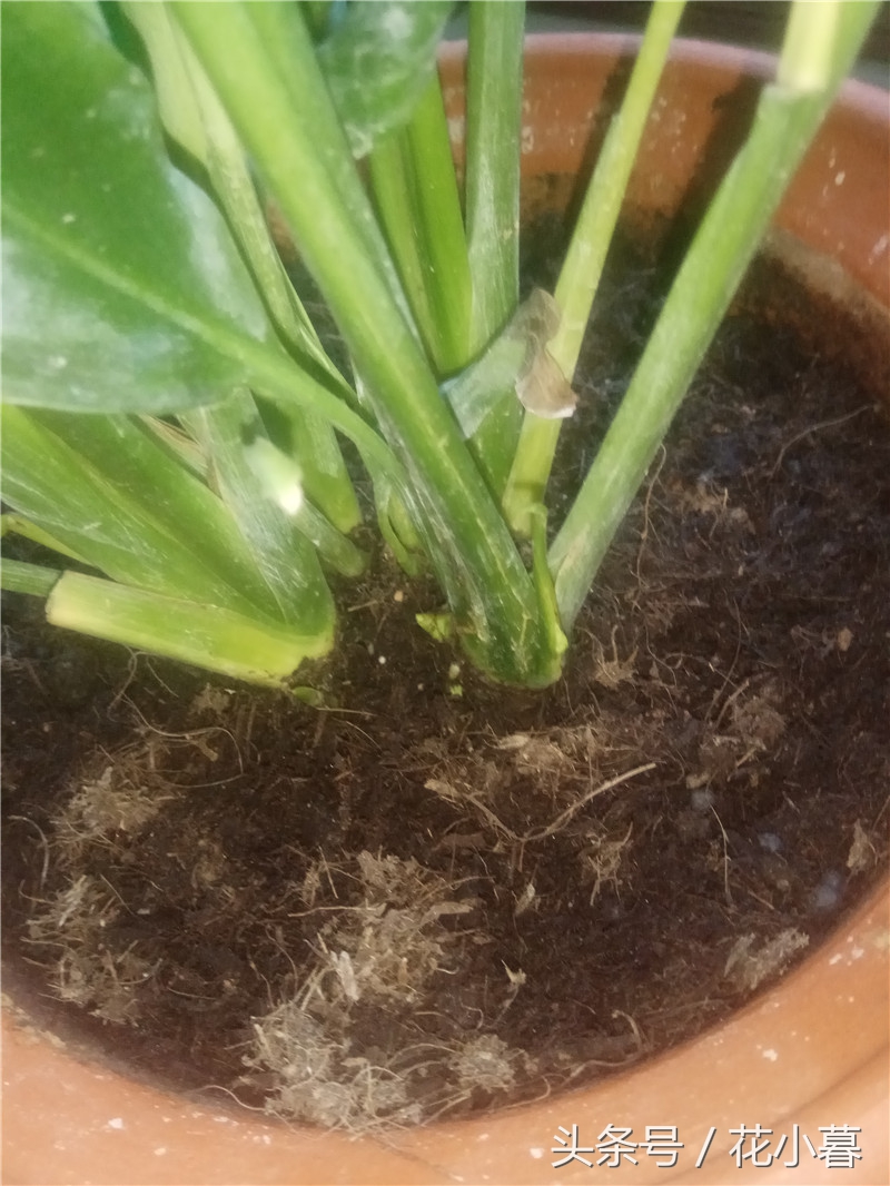 白掌生虫黑色小飞虫怎么办,白掌出现哪些情况救不回来了