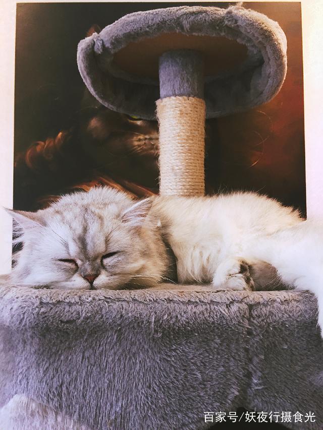 国内最好的猫咪咖啡厅,猫咪咖啡馆有几家