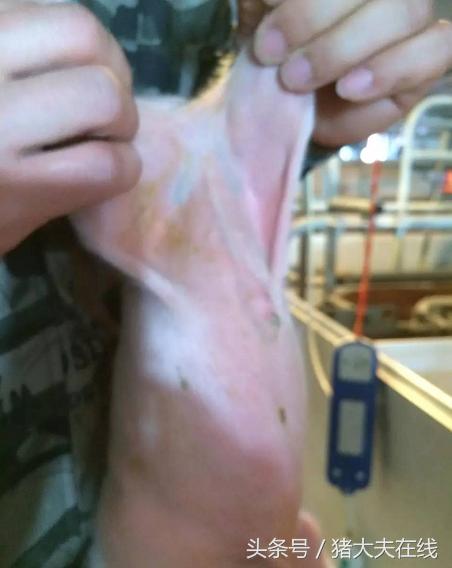 出生仔猪淋巴发青是什么原因,哺乳仔猪淋巴结肿大发青的原因