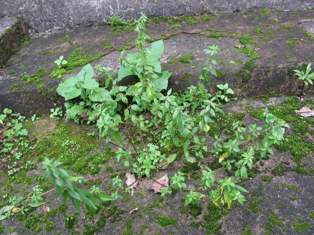 中药雾水葛功效与作用,雾水葛功效