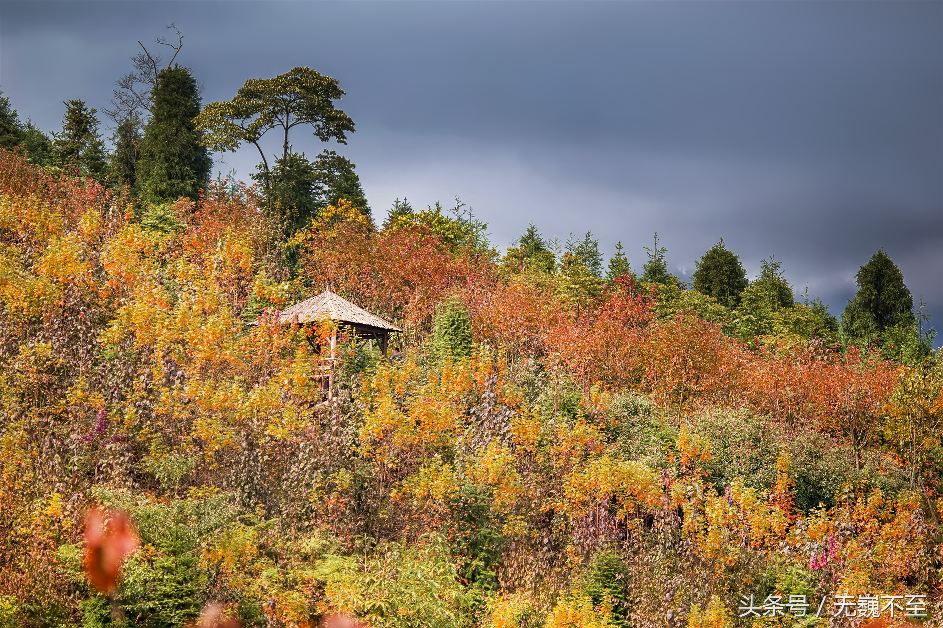 川西红枫岭赏红叶美景,成都红枫岭