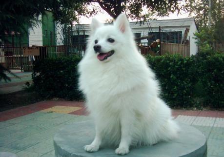 小白狐私闯大院被抓，误当成银狐犬饲养，最后无奈与兵哥哥道别！