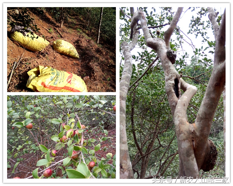 月子油什么油最好,月子万能油