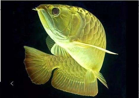 龙鱼常见病症大全,龙鱼的常见疾病以及治疗