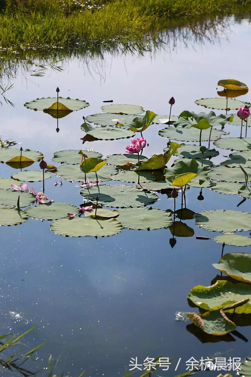 9090000㎡！余杭新增一大型公园，1299个足球场大！