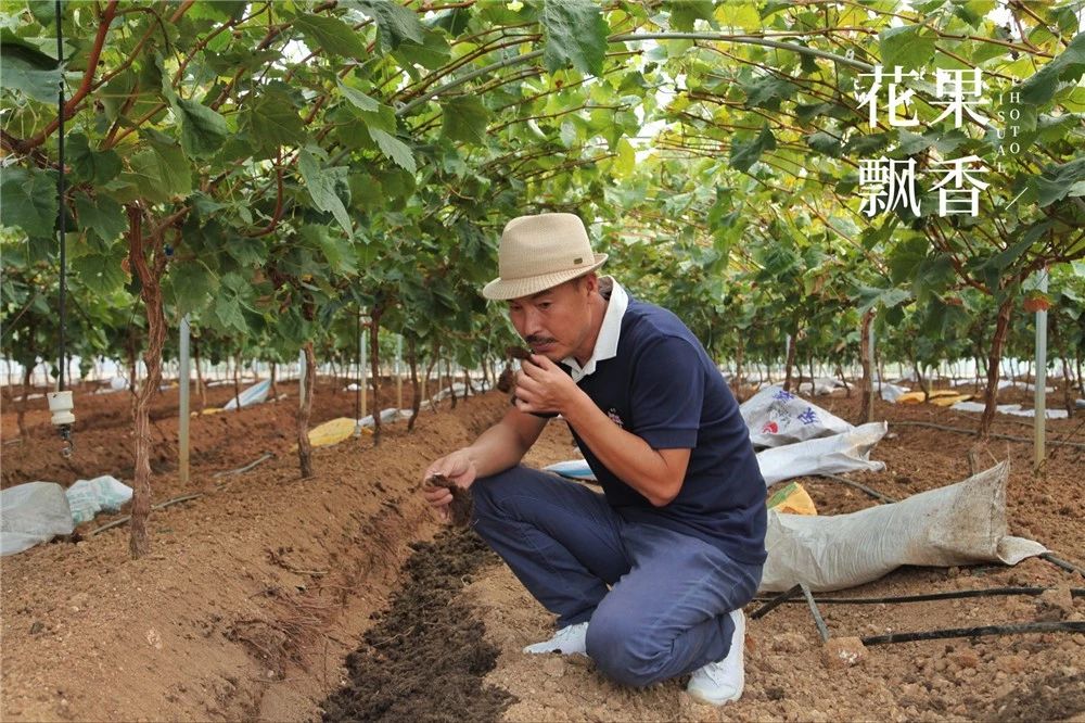 阳光玫瑰价格暴跌什么原因,阳光玫瑰市场价多少钱一公斤