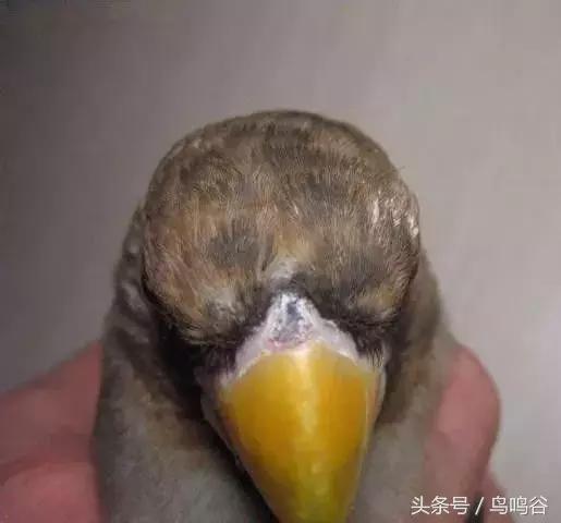 黑头蜡嘴鸟公母区别,黑尾蜡嘴雀小鸟怎么分公母