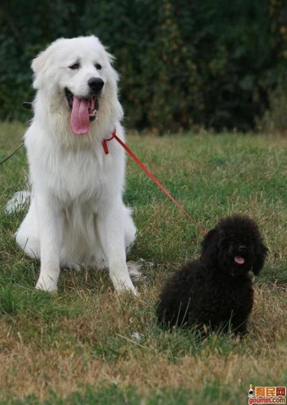 各种狗狗搞笑视频集锦,狗狗集锦