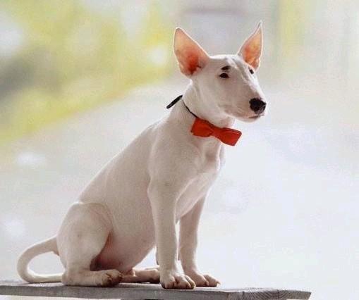 各种狗狗搞笑视频集锦,狗狗集锦