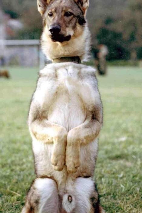 各种狗狗搞笑视频集锦,狗狗集锦