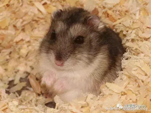 三线仓鼠和银狐仓鼠一起养可以吗,紫仓仓鼠和三线仓鼠哪个仓鼠更好