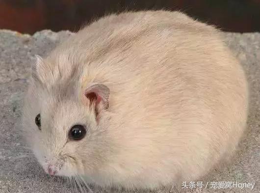 三线仓鼠和银狐仓鼠一起养可以吗,紫仓仓鼠和三线仓鼠哪个仓鼠更好