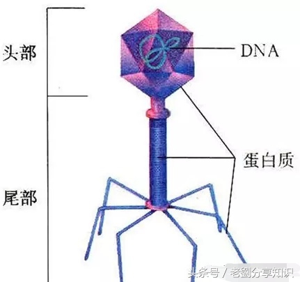 八年级上册地理生物知识,八年级上册生物知识与能力答案