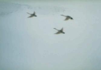 一千个平乐人的心里，有一千条奔涌的桂江……