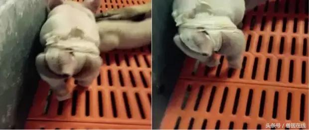 仔猪八字腿用什么胶布,仔猪腹沟疝气复位手法视频