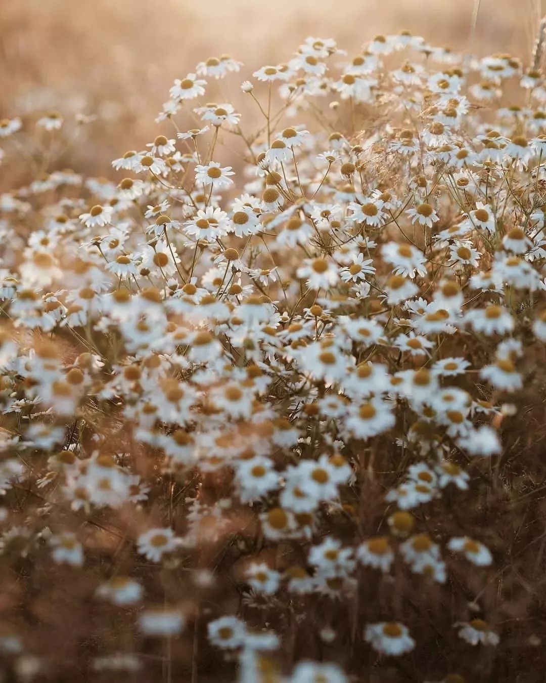 适合敏感肌的湿敷水洋甘菊,洋甘菊纯露修复敏感肌反馈