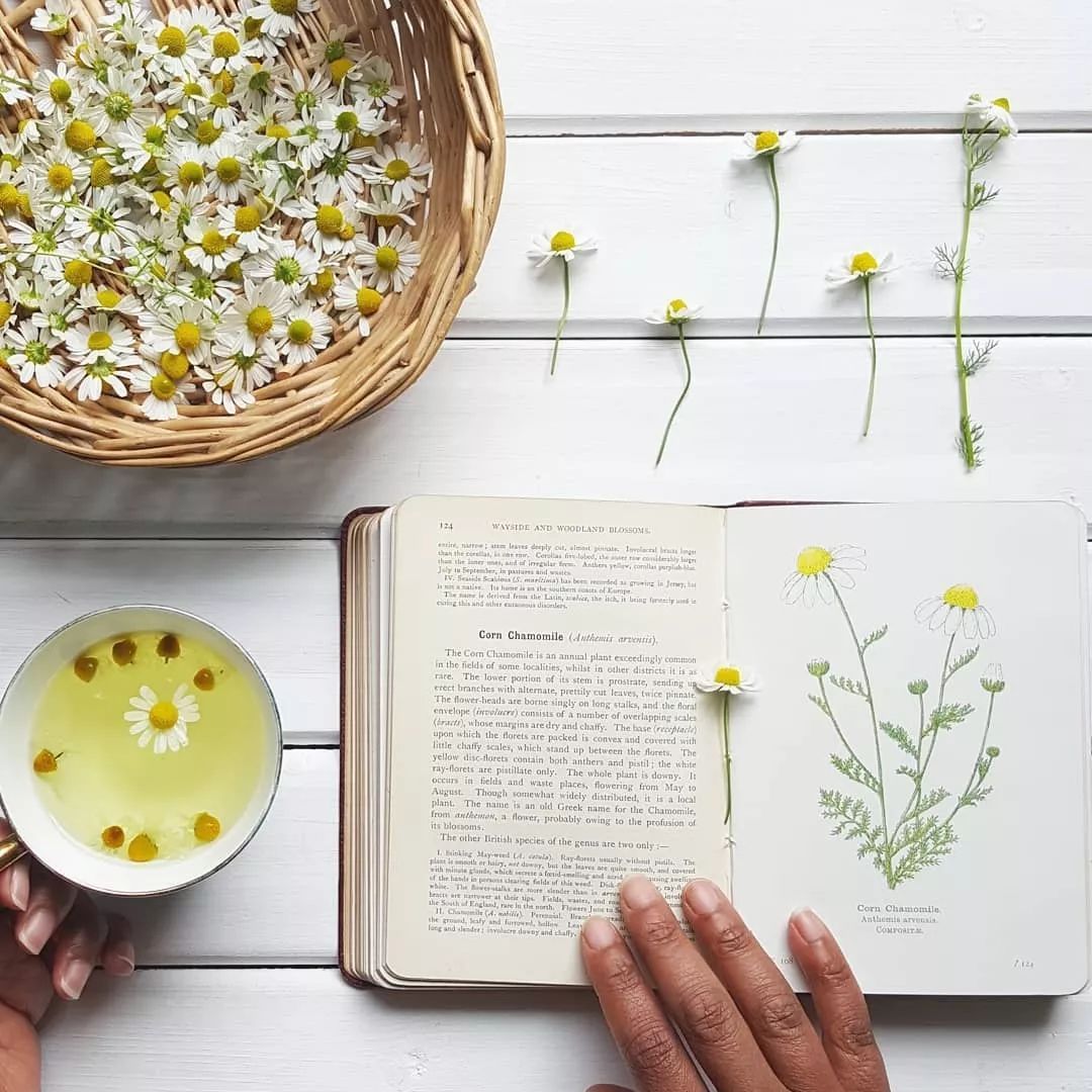 适合敏感肌的湿敷水洋甘菊,洋甘菊纯露修复敏感肌反馈