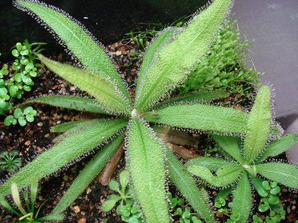 茅膏菜哪个品种捕虫效率最高,茅膏菜是食虫植物吗