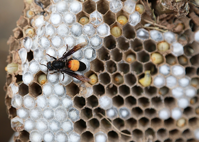 被马蜂蛰了可以第二天用肥皂水么,被马蜂蛰了最有效的处理办法