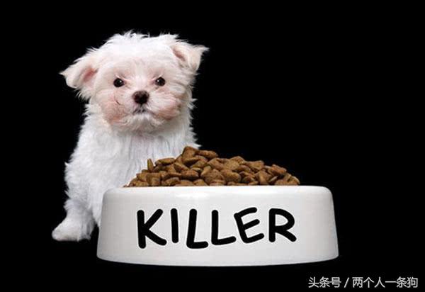 狗狗幼犬换粮期的正确方法,狗狗换粮期的正确方法