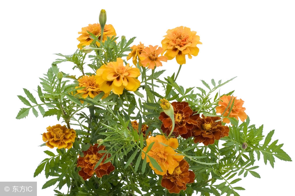 世界各国的国花都是什么,世界各国的国花花语