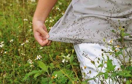 农村田间地头常见的一种植物,在农村一种植物有很神奇的妙用