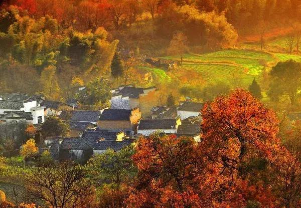 这片媲美京都的红叶之森只藏15栋梦幻树屋，杭州1.5h直达！