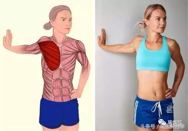 筋长一寸寿延十年瑜伽,瑜伽解剖矢状面与额状面