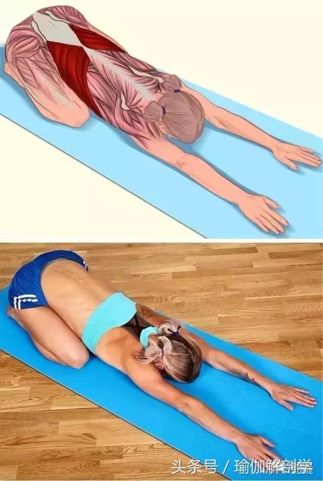 筋长一寸寿延十年瑜伽,瑜伽解剖矢状面与额状面