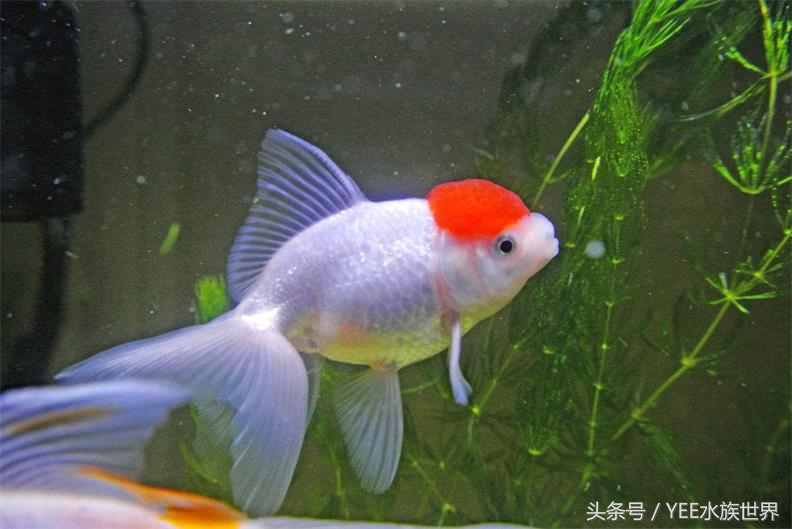 鱼缸养什么水草才不会被金鱼吃了,请问金鱼缸里养水草对金鱼有害吗