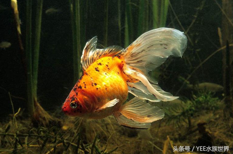 鱼缸养什么水草才不会被金鱼吃了,请问金鱼缸里养水草对金鱼有害吗