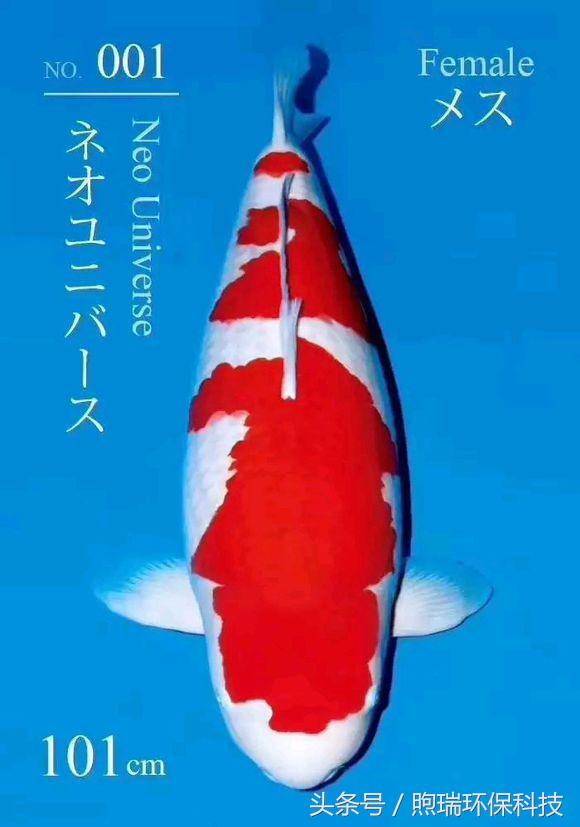 支付宝中国锦鲤有什么好处,18年支付宝锦鲤是什么样子