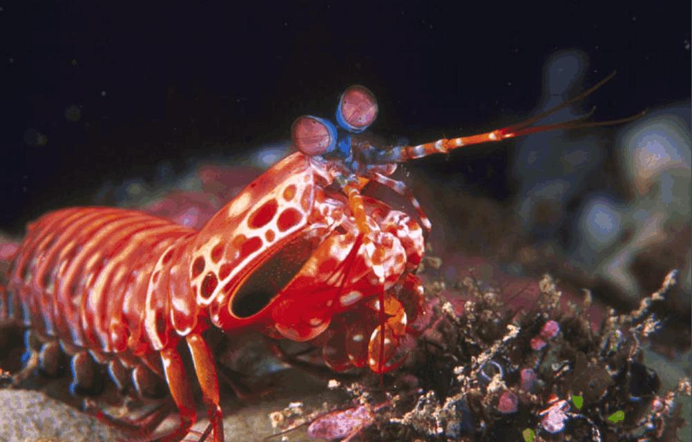 这种虾生性好斗，被称为水中平头哥，专家建议用防弹玻璃鱼缸饲养