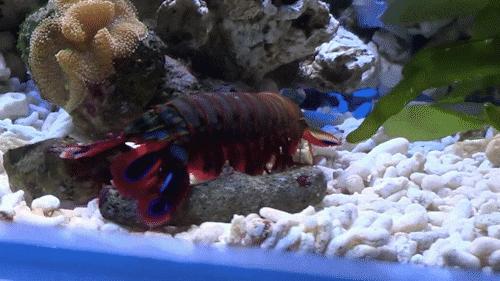 这种虾生性好斗，被称为水中平头哥，专家建议用防弹玻璃鱼缸饲养