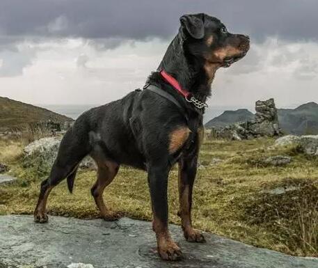 罗威纳犬优点和缺点,罗威纳犬和杜宾哪个更好养