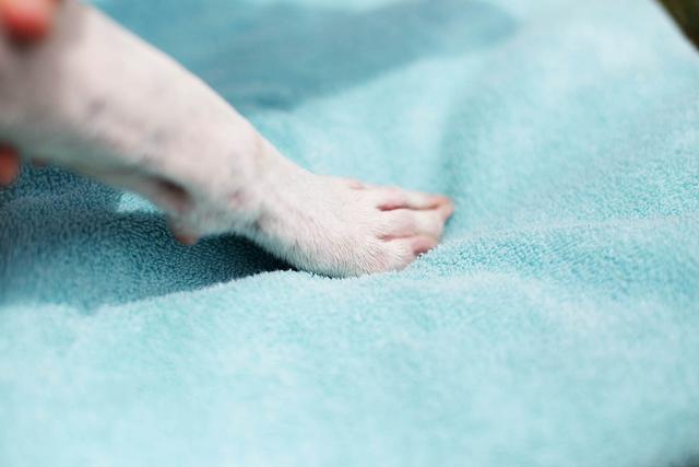 趾间炎狗狗的初期症状,狗狗趾间炎可以用曲咪新乳膏吗