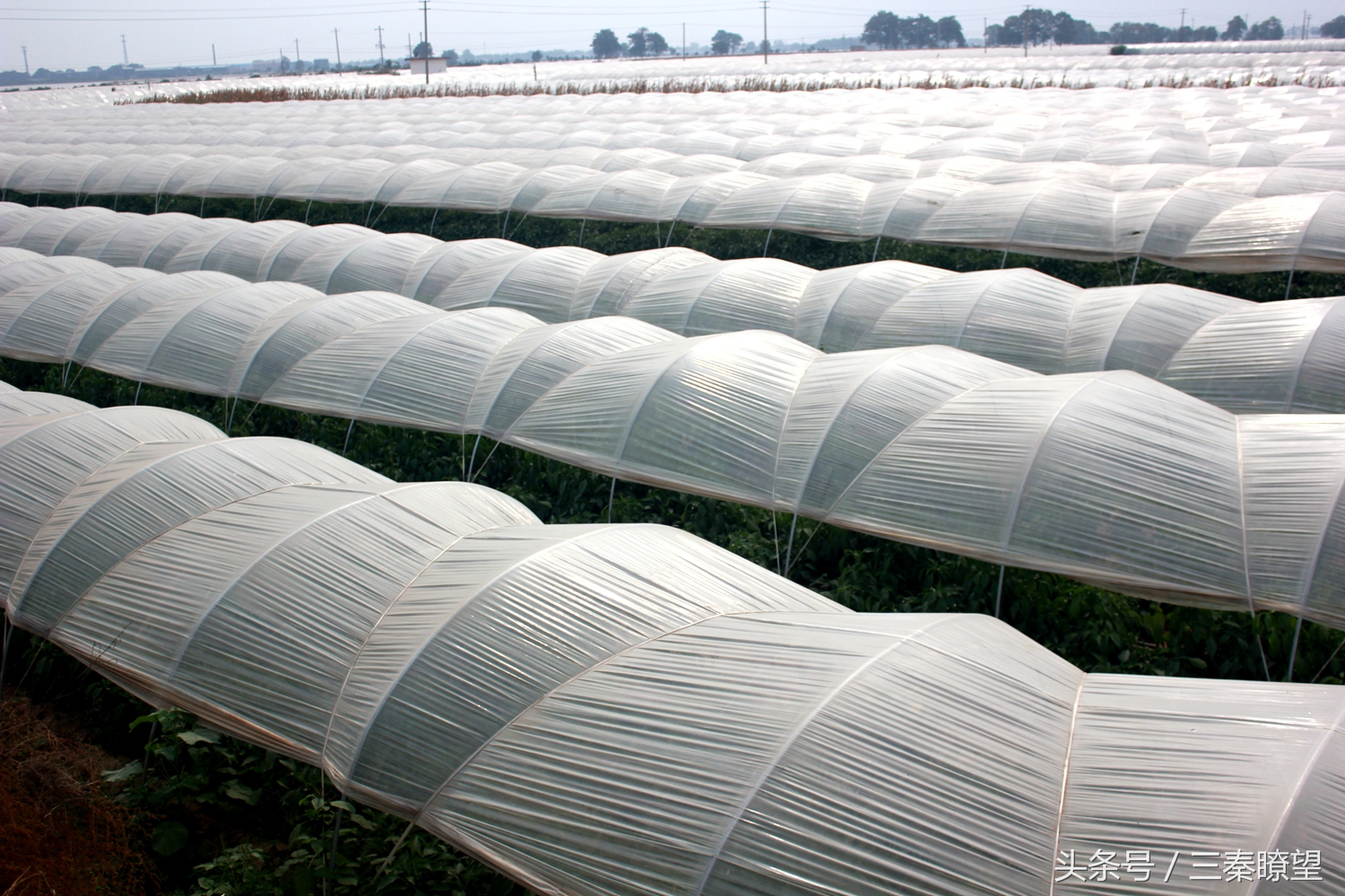 小产业引领大发展——陕西蒲城县龙池镇平头村高会学发展辣椒产业带领村民脱贫致富事迹