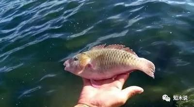 新加坡的罚款之城,新加坡被称为罚款之城