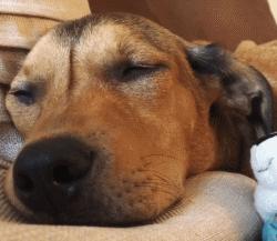 狗狗做梦很厉害,狗狗睡觉时怎样看出它在做梦