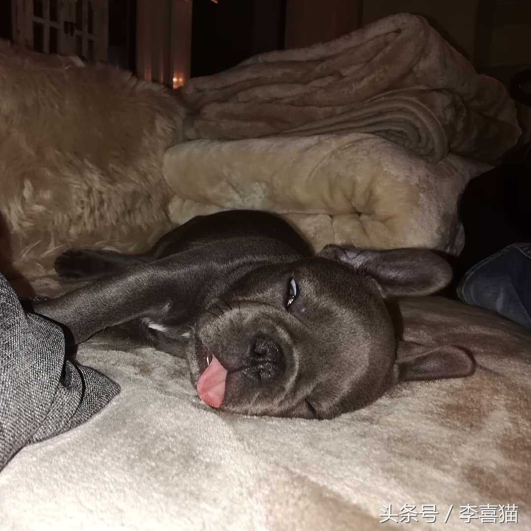 狗狗做梦很厉害,狗狗睡觉时怎样看出它在做梦