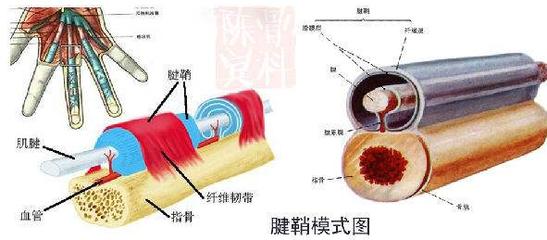 腱鞘囊肿有几种治疗方法,脚背上腱鞘囊肿怎么治疗