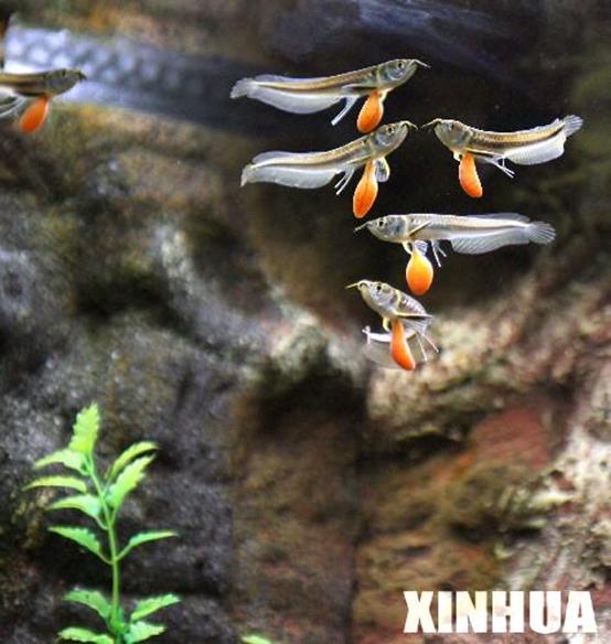 无需打氧的观赏鱼龙鱼,和龙鱼差不多的观赏鱼