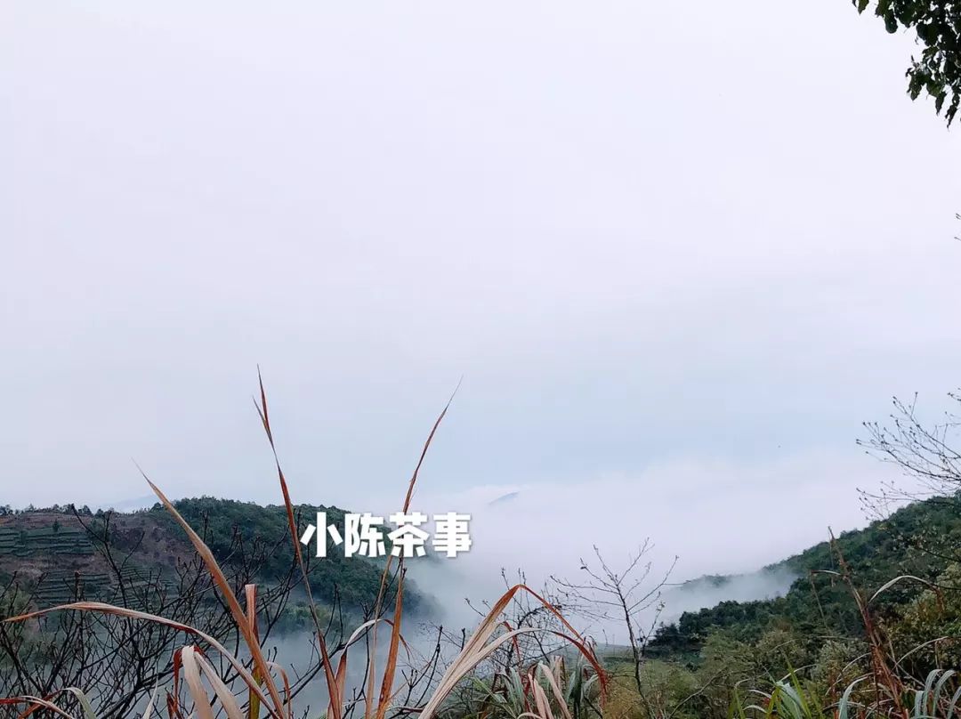 在淘宝上买茶还是在实体店买茶 (为什么不想在网上买茶)