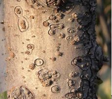 肟菌戊唑醇防治苹果树哪些病害,苹果树常见病害及防治方法