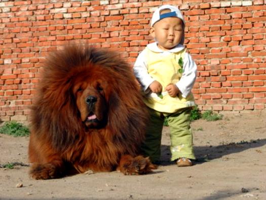 骑行川藏线遇到藏獒怎么办,川藏路线会遇到藏獒吗