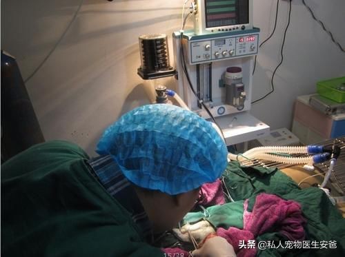 狗狗意外怀孕怎么办