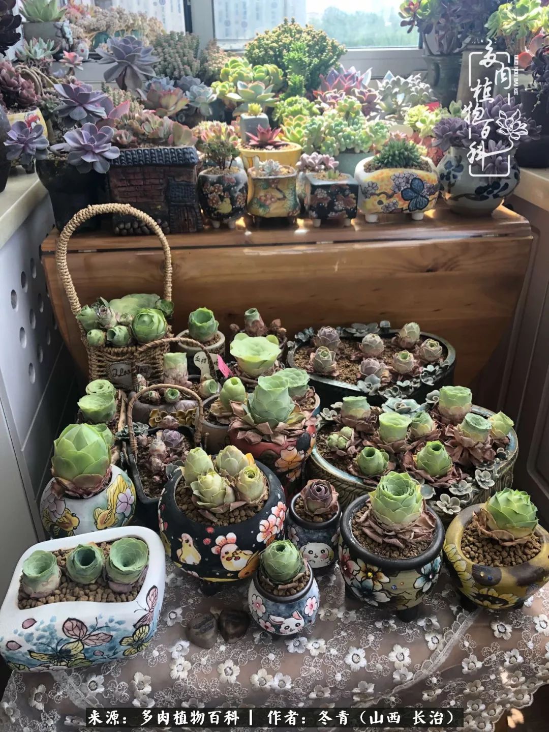 新手养的多肉怎么管理好看,阳台养多肉正确方法