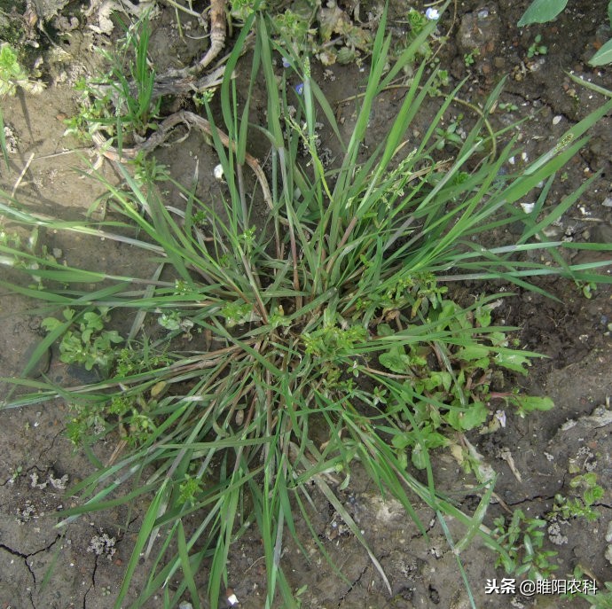 麦田有黑麦草用什么除草剂效果好,小麦苗后野燕麦除草剂